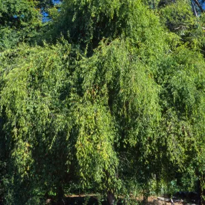 Plinia edulis