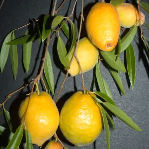 Plinia edulis