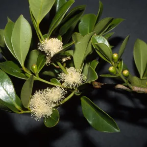 Psidium cattleyanum