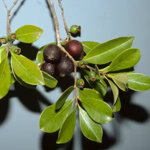 Psidium cattleyanum