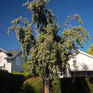 Syncarpia glomulifera