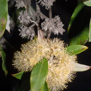Syncarpia glomulifera