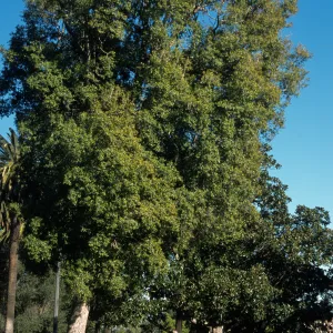 Syzygium australe