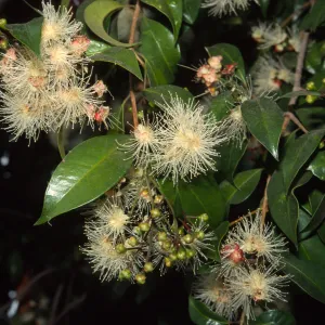 Syzygium australe