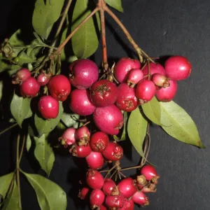 Syzygium australe