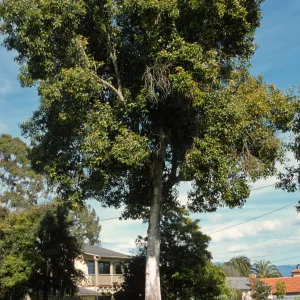 Syzygium cumini