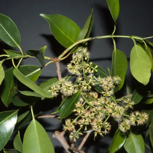 Syzygium cumini