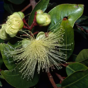 Syzygium jambos
