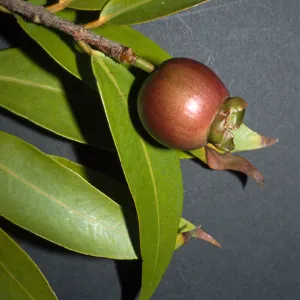 Syzygium jambos