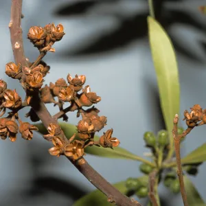 Tristaniopsis laurina