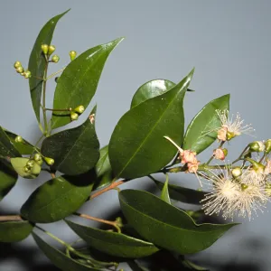 Waterhousea floribunda
