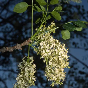 Fraxinus dipetala