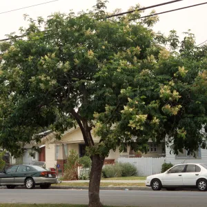 Fraxinus malacophylla