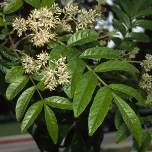 Fraxinus malacophylla