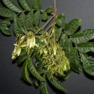 Fraxinus malacophylla