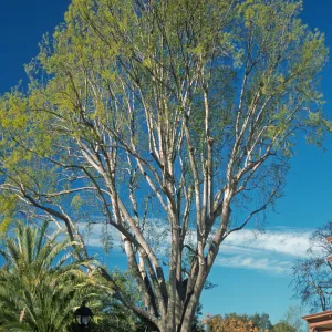 Fraxinus uhdei