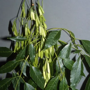 Fraxinus uhdei