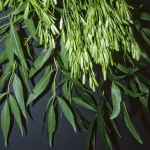 Fraxinus velutina