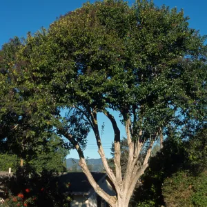 Ligustrum lucidum