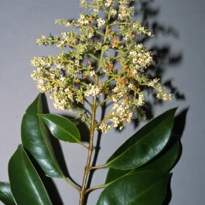 Ligustrum lucidum