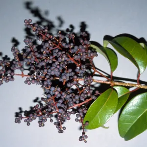 Ligustrum lucidum