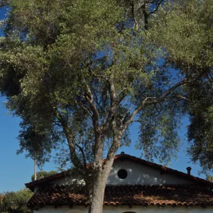 Olea europaea