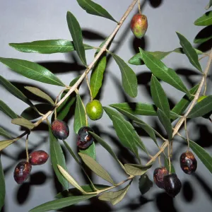 Olea europaea