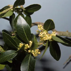 Phillyrea latifolia