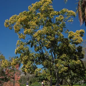 Hymenosporum flavum