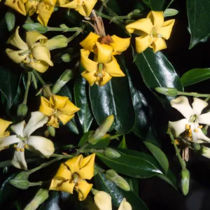 Hymenosporum flavum