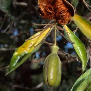 Hymenosporum flavum