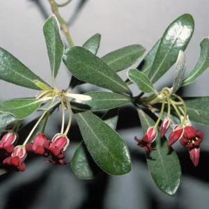 Pittosporum crassifolium