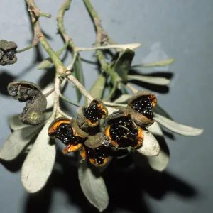 Pittosporum crassifolium