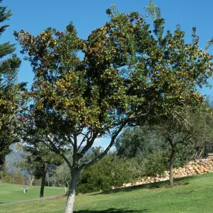 Pittosporum floribundum