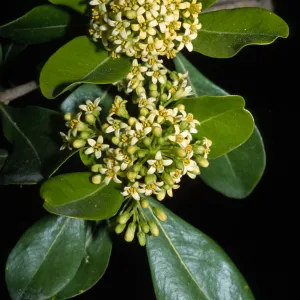 Pittosporum floribundum
