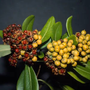 Pittosporum floribundum