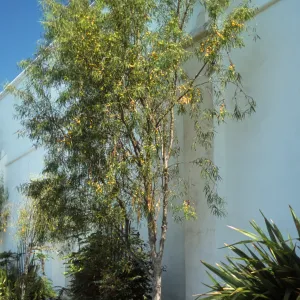 Pittosporum phylliraeoides