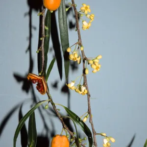 Pittosporum phylliraeoides