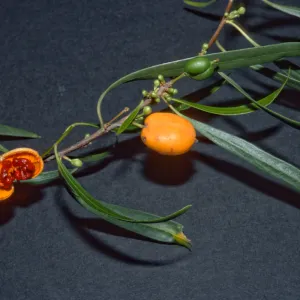 Pittosporum phylliraeoides