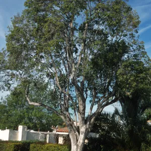 Pittosporum rhombifolium