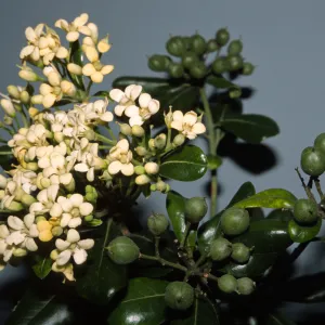 Pittosporum tobira