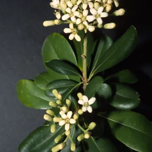 Pittosporum viridiflorum