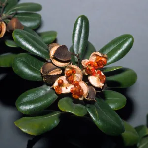 Pittosporum viridiflorum