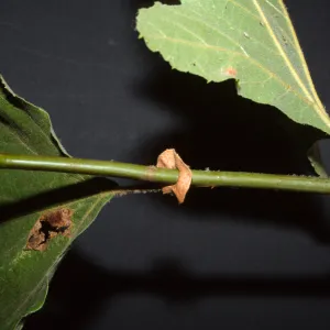 Platanus racemosa