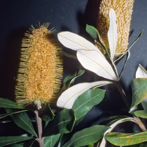 Banksia integrifolia