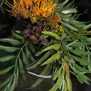 Grevillea robusta