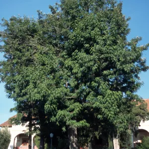 Grevillea robusta
