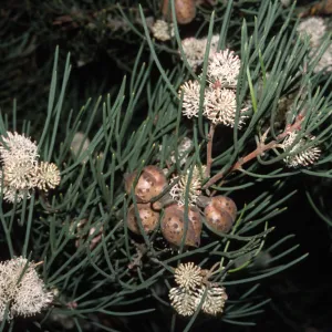 Hakea sauveolens