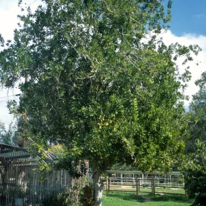 Macadamia integrifolia