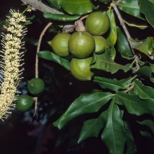 Macadamia integrifolia